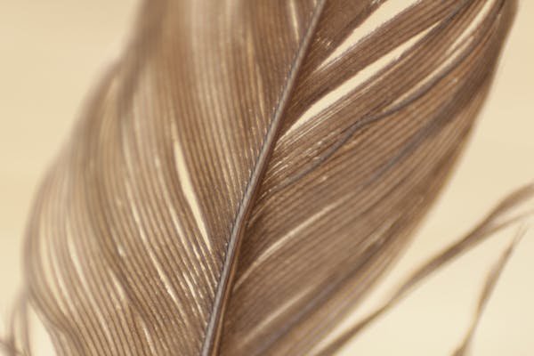 Elevate your decor with the charm of natural feathers